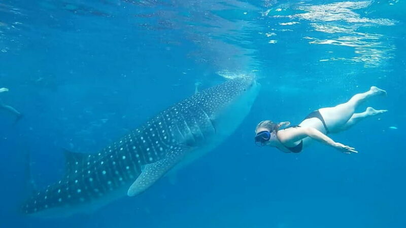 Cebu:Oslob Whale Shark Swimming & Kawasan Falls Canyoneering - FAQ