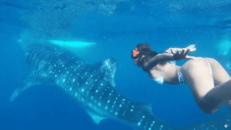 Cebu:Oslob Whales,Sumilon Island & Inambakan Falls Adventure - Key Points