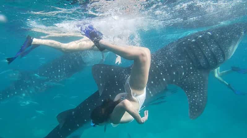 Cebu:WhaleShark Watching & Kawasan Canyoneering Private Tour - Itinerary and Experience