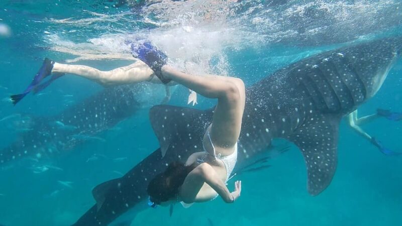 Cebu:WhaleShark Watching & Kawasan Canyoneering Private Tour - Important Information and Safety