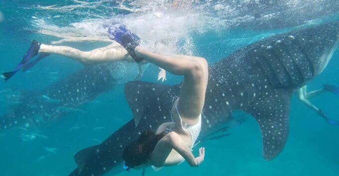 Cebu:WhaleShark Watching & Kawasan Canyoneering Private Tour - Pickup and Drop-off Locations