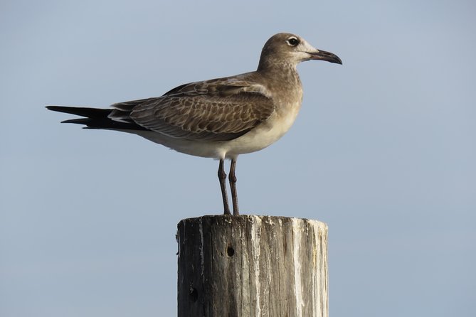 Cedar Key Food Walks - Meeting Details and Logistics