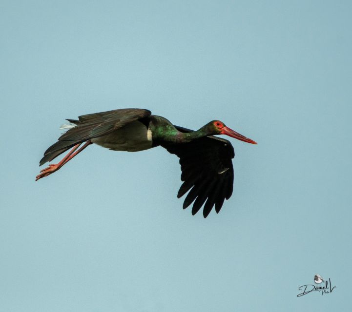 Cedillo: Boat Route Along the Tagus River - Discovering the Diverse Bird Species