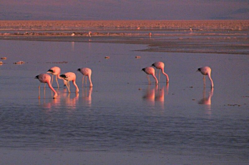 Cejar Lagoon, Eyes of the Salt Flat and Tebinquinche Lagoon - Activity Highlights