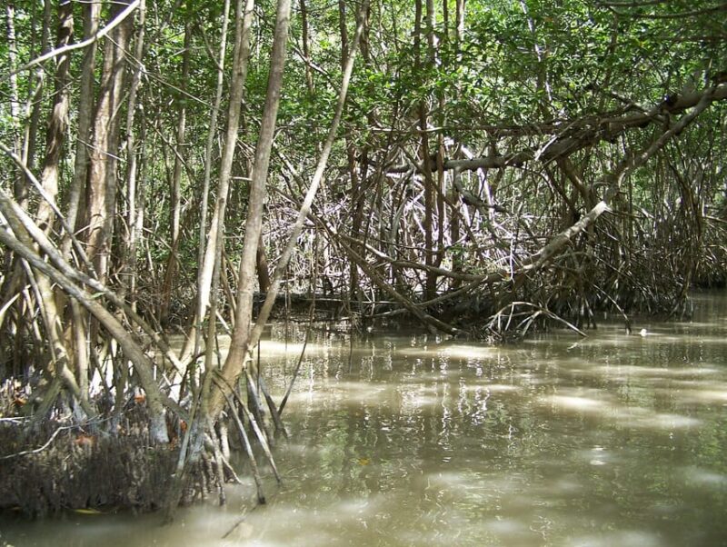 Celestun Beach and Mangrove Boat Ride Experience From Merida - Experience Highlights