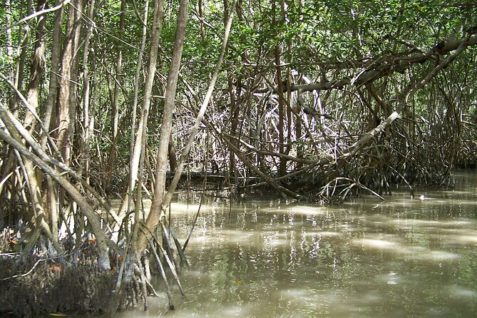 Celestun Beach and Mangrove Boat Ride From Merida - Preparation and Refreshments