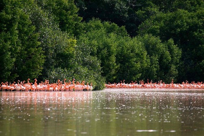 Celestun Biosphere Reserve Tour From Merida - Traveler Reviews and Feedback