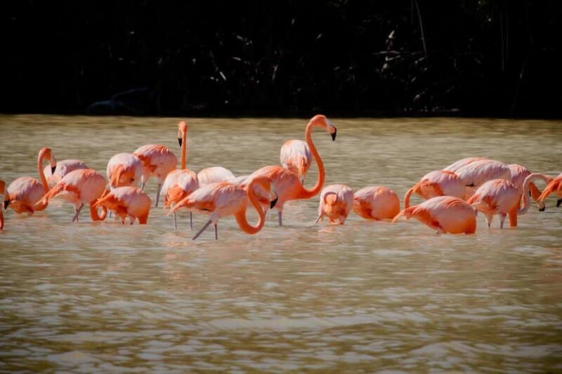 Celestún Flamingos, Beach, and Seafood Lunch Tour from Merida - Key Points