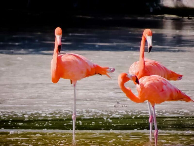 Celestún Flamingos, Beach, and Seafood Lunch Tour from Merida - A Taste of Local Life and Seafood Feast