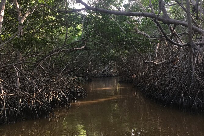 Celestun Mangrove Boat Tour From Mérida - Sights and Wildlife in the Mangrove
