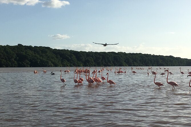 Celestun Mangrove Boat Tour From Mérida - Relaxing at the Celestun Beach