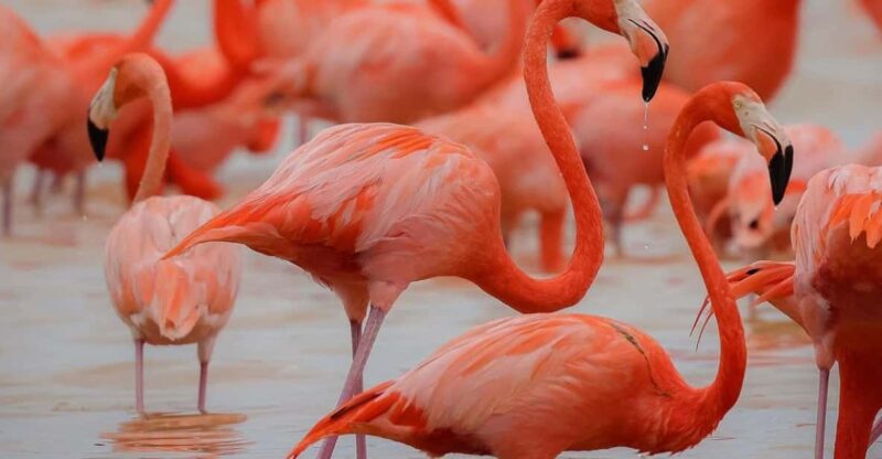 Celestun Mangroves Boat Tour From Merida - Itinerary and Experience