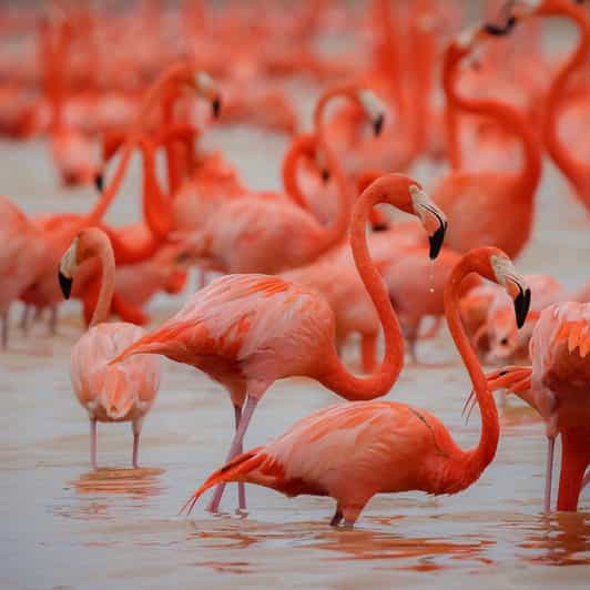 Celestun Mangroves Boat Tour From Merida - Inclusions