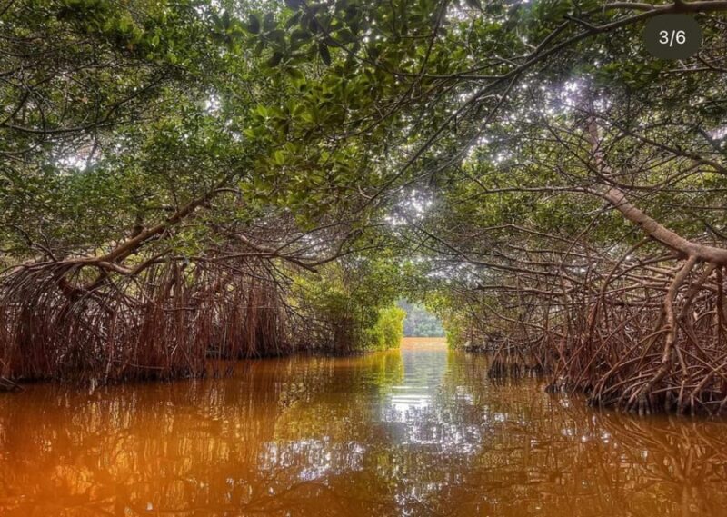 Celestun Mangroves Boat Tour From Merida - What to Bring