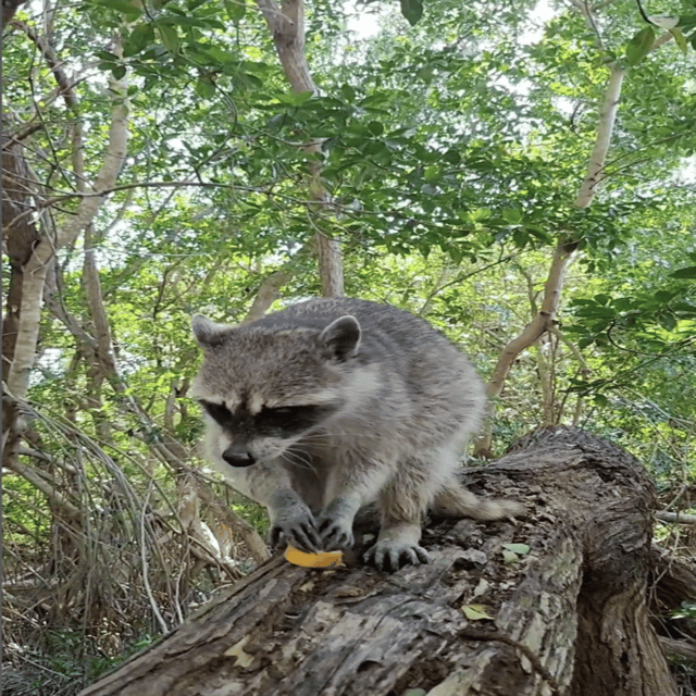 Celestun Mangroves Boat Tour From Merida - Beach and Sightseeing