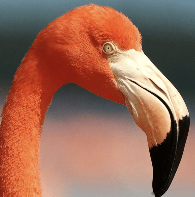 Celestun Mangroves Boat Tour From Merida - Frequently Asked Questions
