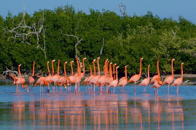 Celestun Nature Reserve Flamingo Tour-Boat to Flamingo Paradise From Merida - Pickup and Start Time