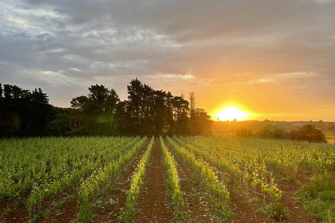 Cellar Visit and Wine Tasting in Salento - Touring the Cellar
