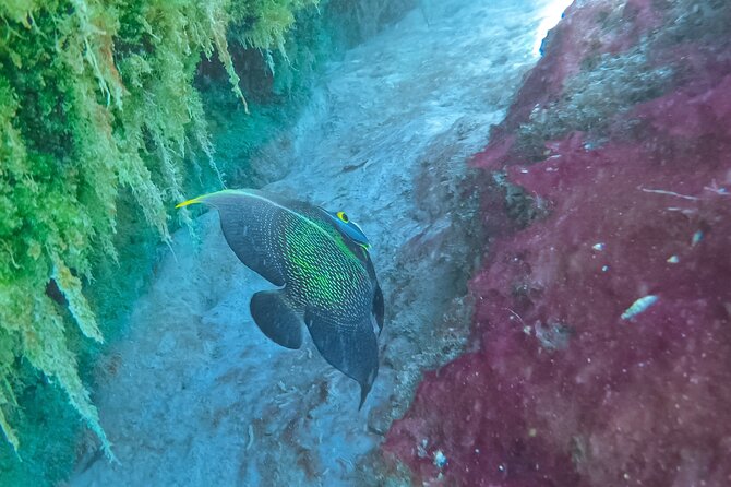 Cenote; Snorkeling and Photos With Colorful Fish - Exploring the Lagoon