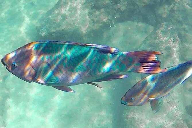 Cenote; Snorkeling and Photos With Colorful Fish - Highlight of the Tour