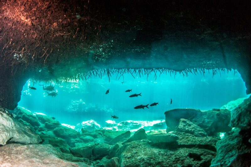 Cenotes & Cavern Diving Tour - Key Points