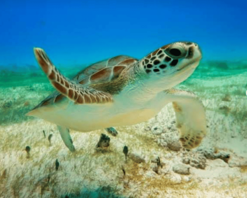 Cenotes, Turtles and Beach Club - Key Points