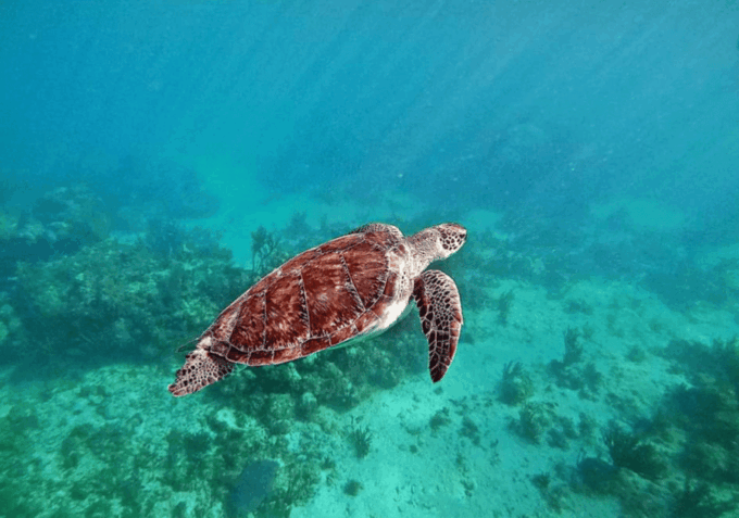 Cenotes, Turtles and Beach Club - Snorkeling in Akumal