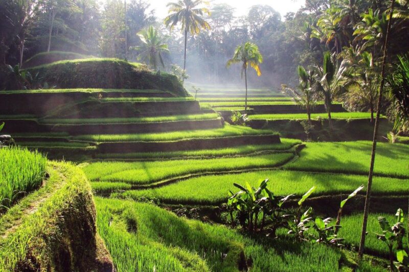 Central Bali: Ubud Village, Rice Terrace, and Kintamani Tour - Tour Experience