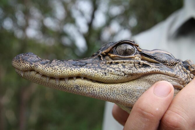 Central Coast Private Tour From Sydney, With Australian Reptile Park Option - Inclusions