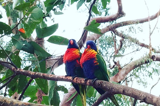 Central Coast Private Tour From Sydney, With Australian Reptile Park Option - Health and Safety Measures