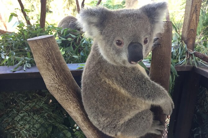 Central Coast Private Tour From Sydney, With Australian Reptile Park Option - Customer Feedback