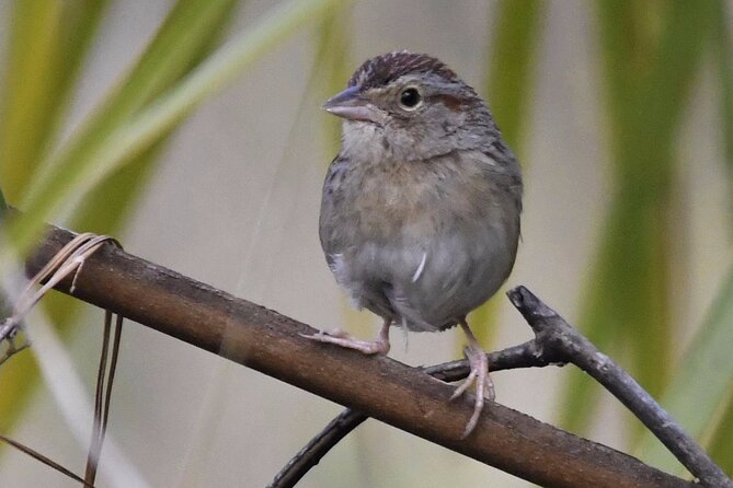 Central Florida Half-Day Private Birding Activity - 2 Person Max - Pickup and Meeting Details