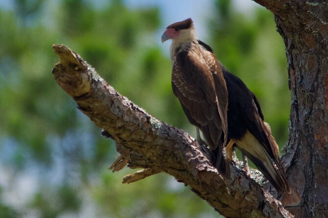 Central Florida Half-Day Private Birding Activity - 2 Person Max - Tour Activities