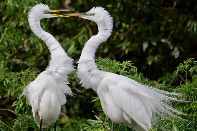 Central Florida Half-Day Private Birding Activity - 2 Person Max - Tour Details