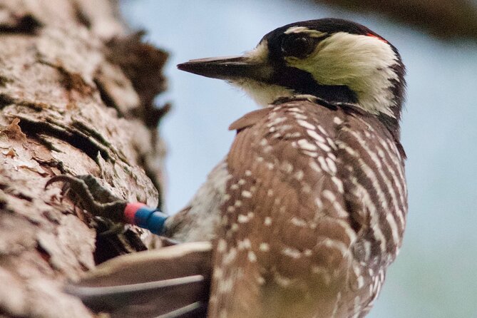 Central Florida Half-Day Private Birding Activity - 2 Person Max - About the Tour Operator