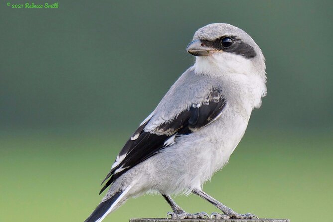 Central Florida Half-Day Private Birding Activity - 2 Person Max - Ideal for Birders