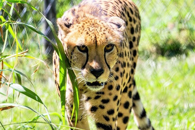 Central Florida Zoo & Downtown Sanford Golf Cart Experience - Key Points