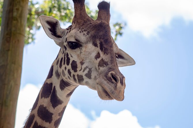 Central Florida Zoo & Downtown Sanford Golf Cart Experience - Exploring Historic Downtown Sanford