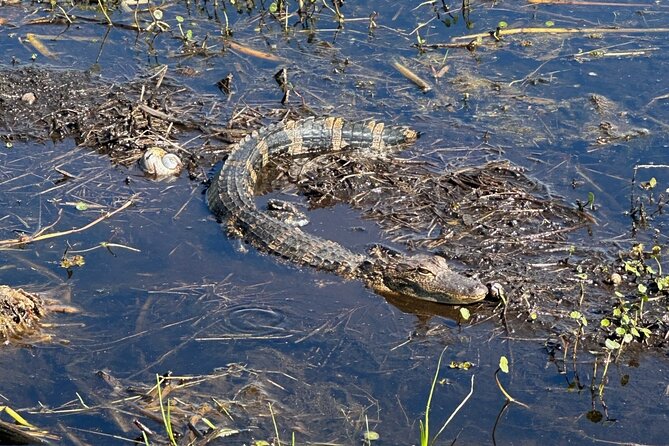 CENTRAL Florida'S BEST PRICED Eco-Friendly Airboat Rides - Booking and Pricing Details