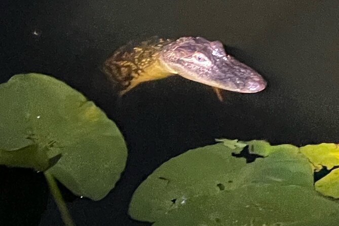 CENTRAL Florida'S BEST PRICED Eco-Friendly Airboat Rides - Recommendation for Families