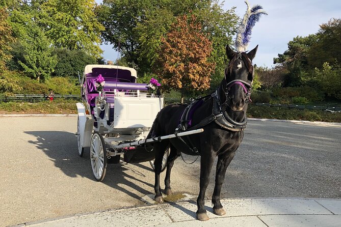 Central Park Horse Carriage Rides Since 2005 - Frequently Asked Questions