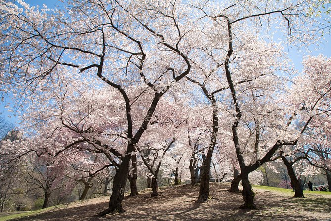 Central Park Photography Tour With Local Photographer - Tour Group Size and Accessibility