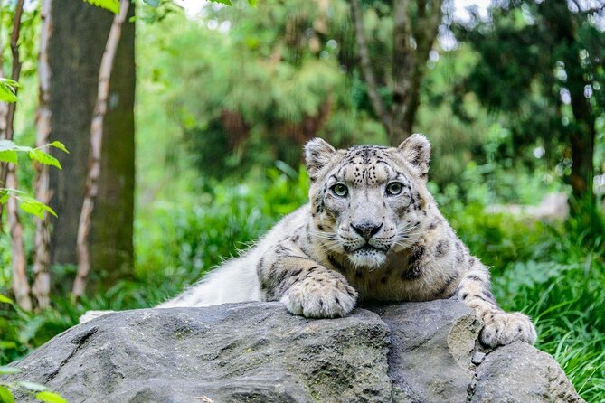 Central Park Zoo Skip the Line Tickets and Private Transfers - Plan Your Transportation