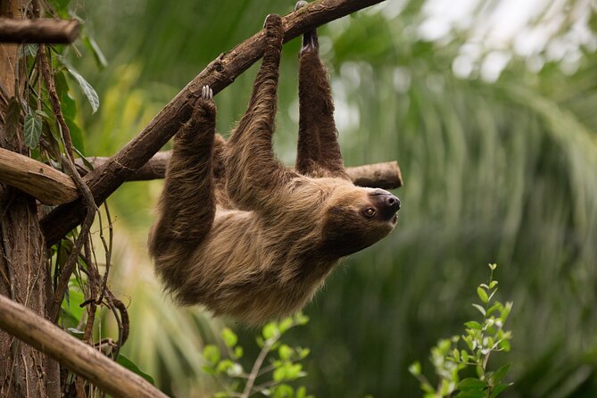 Central Park Zoo Skip-the-line Tickets & Private Transfers - Transportation Details and Accessibility
