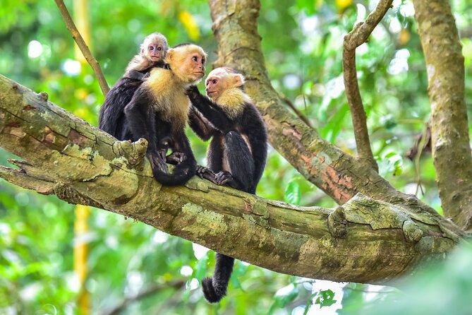 Central Park Zoo Skip-the-line Tickets & Private Transfers - Booking Process and Confirmation