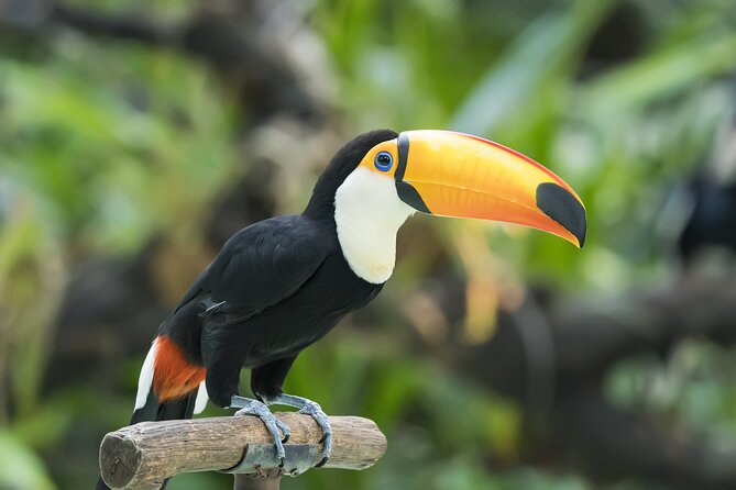 Central Park Zoo Skip-the-line Tickets & Private Transfers - Enhancing Your Visit to Central Park Zoo