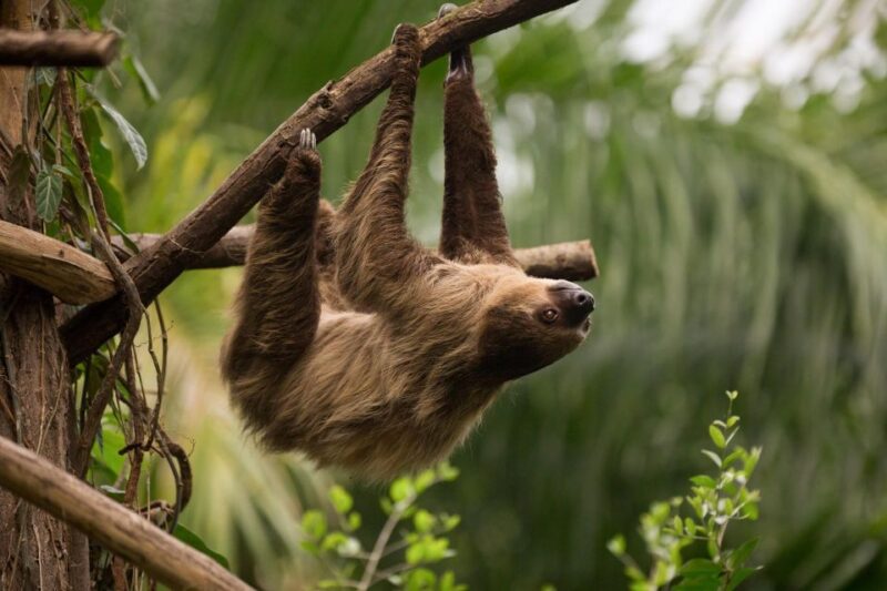 Central Park Zoo Skip-the-line Tickets & Private Transfers - Key Points