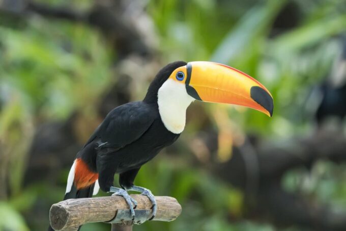 Central Park Zoo Skip-the-line Tickets & Private Transfers - Private Guide on Call