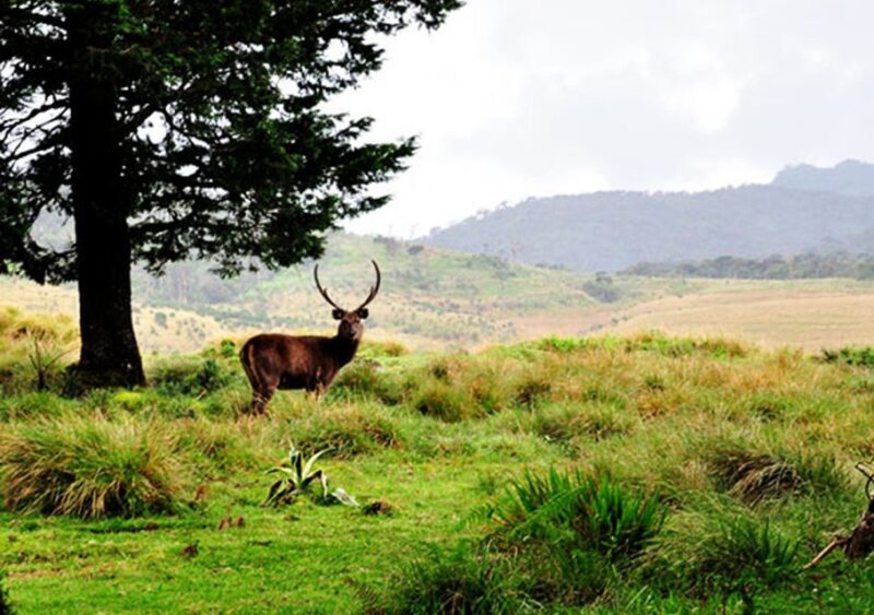 Central Sri Lanka: Ramboda Falls and Tea Factory Tour - Key Points