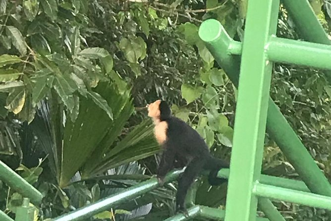 Cerro Tortuguero Tour (Aaron Tours) - Key Points